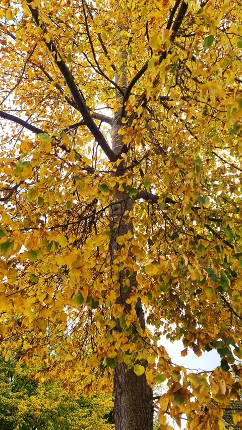 Low angle view of a tall tree with vibrant yellow leaves rustling in a gentle Stock Footage 347031037