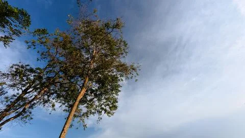 Low angle view of tall tree with blue sky and cloud background. Stock Photos
