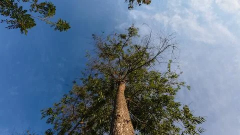 Low angle view of tall tree with blue sky and white clouds. 스톡 사진