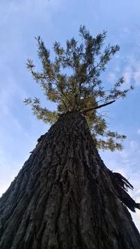 Low Angle View of Tall Tree Against Blue Sky Stock Photos