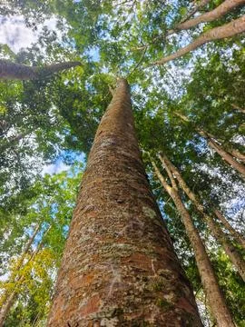 Low Angle View of Tall Tree Trunk Reaching Toward Green Canopy and Blue Sky Stock Photos