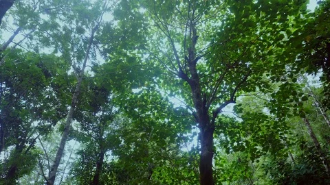 Low angle view of  tall trees, almost covering the sky 動画素材 90944082