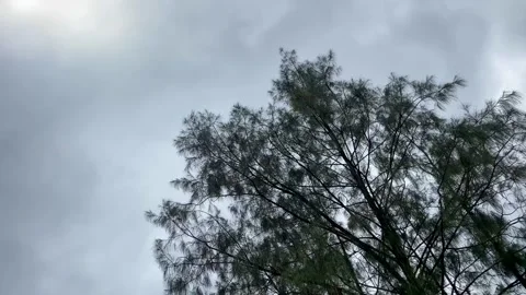 Low Angle View of Tall Trees Against a Cloudy Sky Stock Footage 340836465