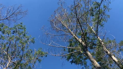 A low-angle view of tall trees reaching toward a clear blue sky Video stock 341887654