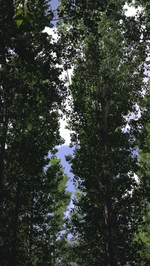 Low angle view of tall trees against a blue sky Vídeo Stock 344146902
