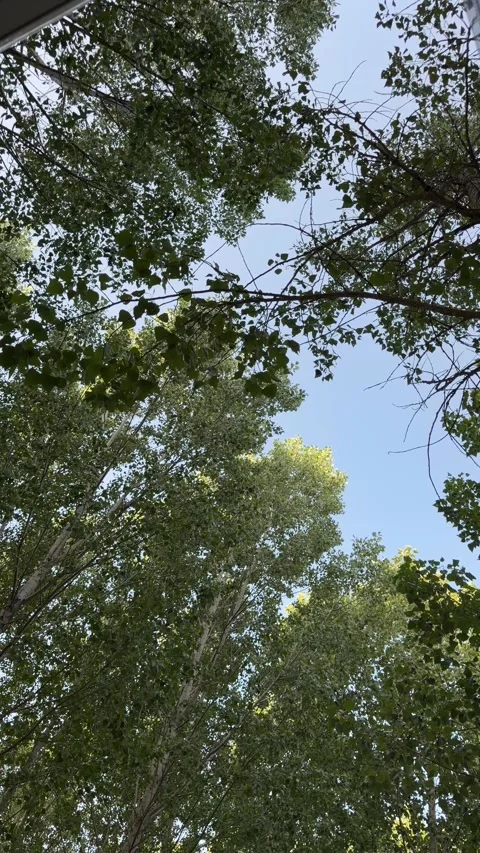Low angle view of tall trees with green leaves against blue sky Vídeo Stock 344147081