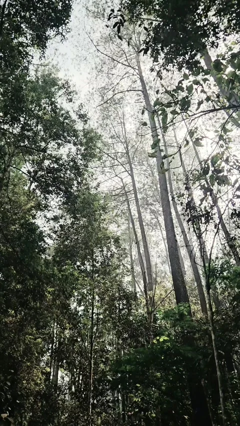 Low Angle View of Tall Trees Stock Footage 346566420