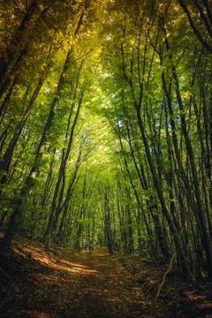 Low angle view of tall trees in the forest, dark fairy tale Stock Photos