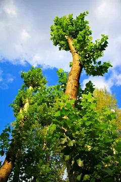 Low-angle view of tall trees with dense green leaves reaching toward a brig.. Stock Photos