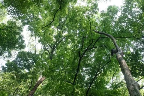 Low angle view of tall trees and lush tropical green canopy Stock Photos