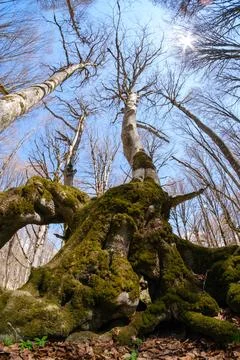Low angle view of tall trees reaching for the blue sky in a spring forest. Stock-Fotos