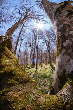 Low angle view of tall trees reaching for the blue sky in a spring forest. Stock-Fotos