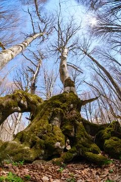 Low angle view of tall trees reaching for the blue sky in a spring forest. Stock-Fotos