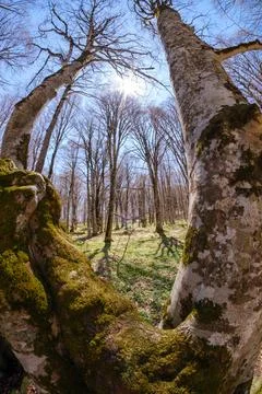 Low angle view of tall trees reaching for the blue sky in a spring forest. Stock-Fotos