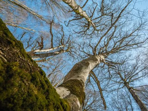 Low angle view of tall trees reaching for the blue sky in a spring forest. Stock-Fotos