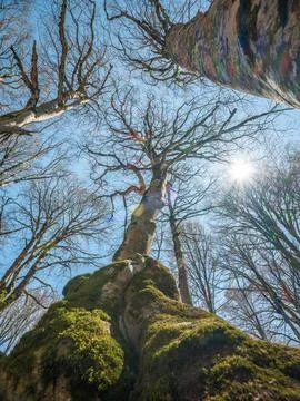 Low angle view of tall trees reaching for the blue sky in a spring forest. Stock-Fotos