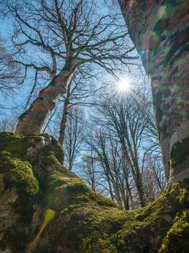 Low angle view of tall trees reaching for the blue sky in a spring forest. Stock-Fotos