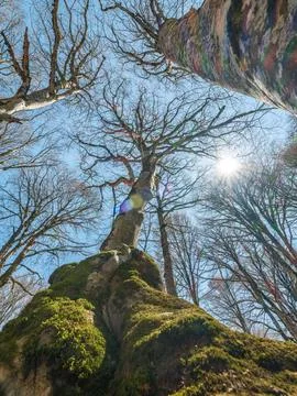 Low angle view of tall trees reaching for the blue sky in a spring forest. Stock-Fotos