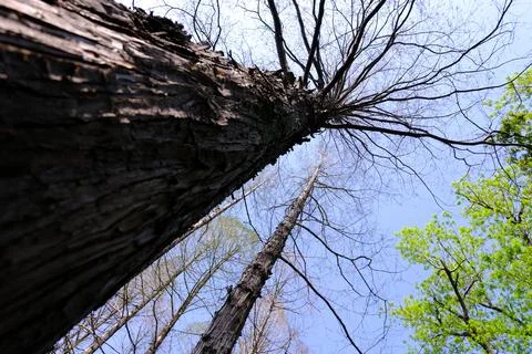 Low angle view of tall trees in spring forest Stock Photos