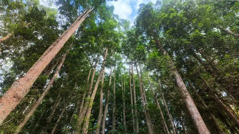 Low Angle View of Tall Trees in a Dense Tropical Forest Against Blue Sky Fotos de archivo
