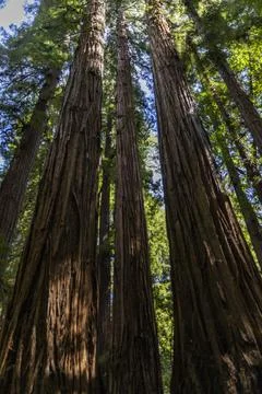 Low angle view of tall trees in Henry Cowell Redwoods State Park Stock Photos