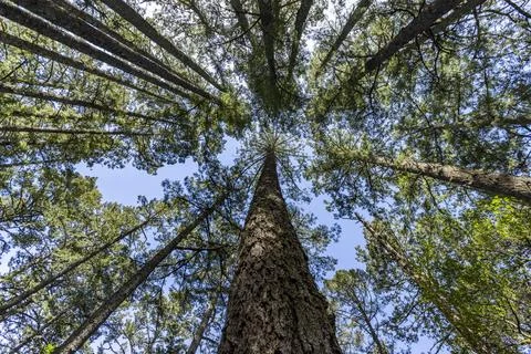Low angle view of tall trees at Dipsea Trail Stock Photos