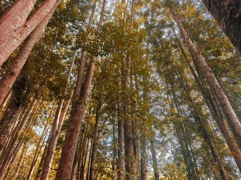 Low Angle View of Tall Trees and Golden Canopy in Autumn Forest 스톡 사진