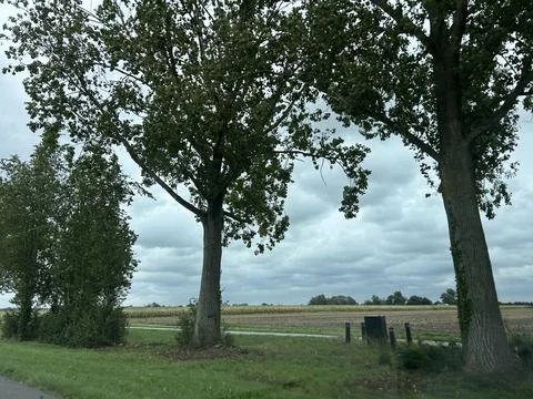 Low angle view of tall trees with dense green leaves over cloudy sky and Dutch Stock Photos