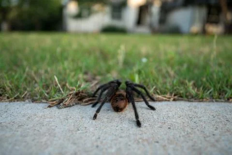 Low Angle View of Tarantula Walking Toward Home From the Street Stock Photos