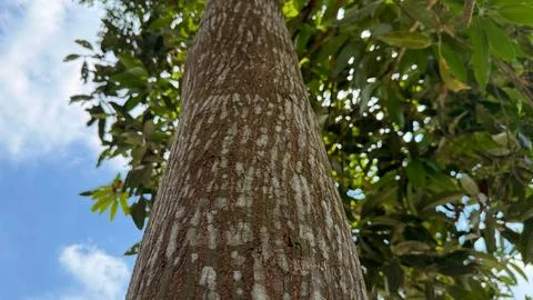 Low angle view of a textured, brown tree trunk with unique markings stretchin Foto stock