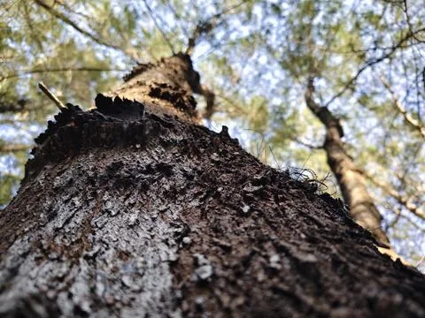 Low angle view of textured pine tree trunk reaching up into a lush green forest Stock Photos