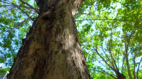 Low Angle View Of Textured Tree Trunk With Green Canopy In Sunlight Stock Footage 340454719