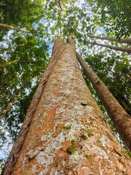 Low Angle View of Textured Tree Trunk Rising to a Lush Forest Canopy Stock Photos