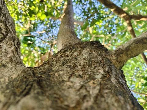 Low angle view of textured tree trunk stretching up to lush green leaves Stock Photos