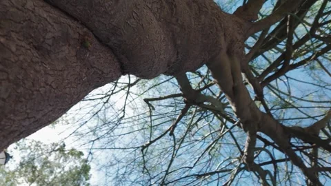 Low Angle View of Thick Branches of an Old Tree Against Blue Sky Vídeos de archivo 333311463