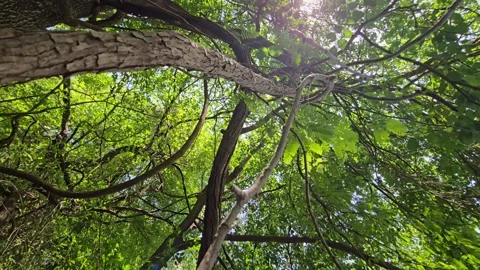 A low-angle view of thick lianas climbing tall trees tilts down to reveal a sere Stockbeeldmateriaal 338287953