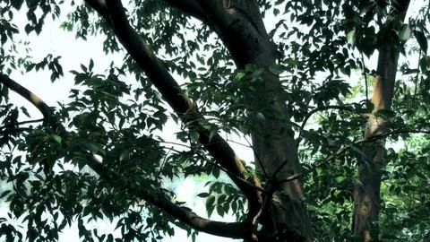 Low Angle View of Thick Tree Trunk and Dense Green Branches Stock-Fotos