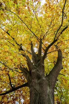 Low angle view of a thick tree trunk into a golden autumn crown Stock Photos