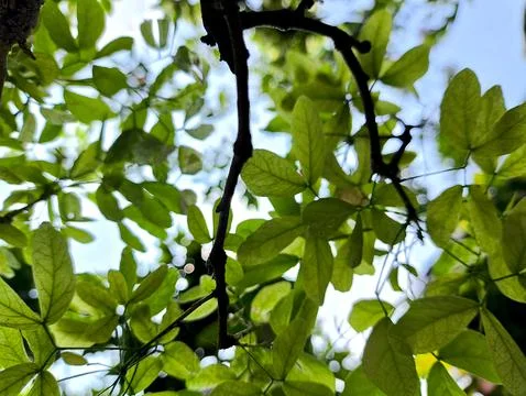 Low Angle View of Thorny Tree with Small Leaves Stock Photos