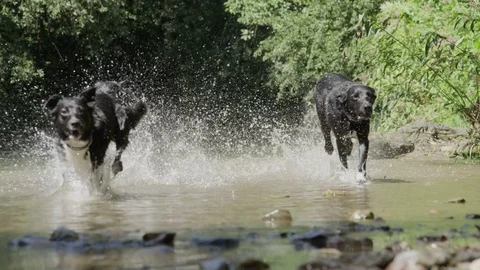 LOW ANGLE VIEW: Three frisky dogs with shiny black fur running in shallow water. Stock Footage 82976717