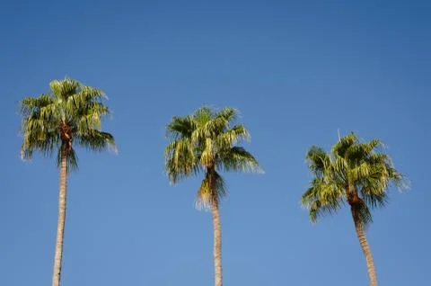 Low angle view of  three  palm trees against clear blue sky  noon . Stock Photos