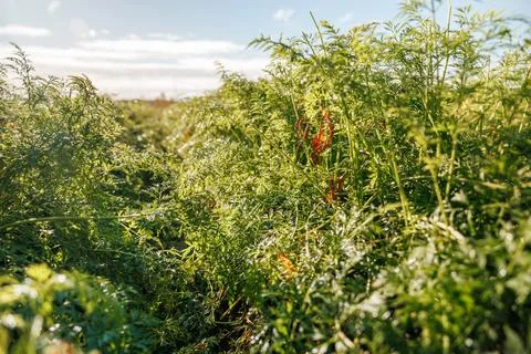 Low angle view through carrot foliage with orange roots and dew Stock Photos