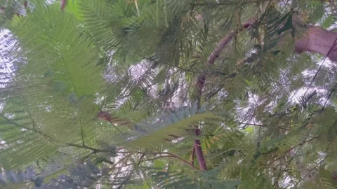 Low Angle View Through Dense Fern Leaves and Tree Branches Stock-Footage 345980014