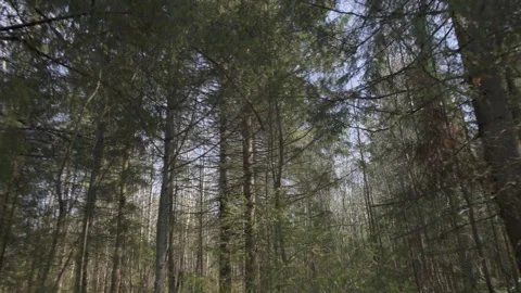 Low Angle View Through Forest Canopy to Blue Sky Video stock 308863655