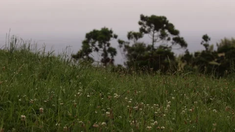 Low Angle View Through the Grass. Nordeste,Sao Miguel,Portugal,Azores. Stock Footage 239870007