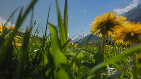 Low angle view through grass and dandelions to snowy Alps in Switzerland. Vidéo 348256692
