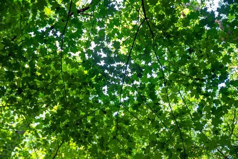 Low angle view through lush foliage dark branches of green leaves Stock Photos