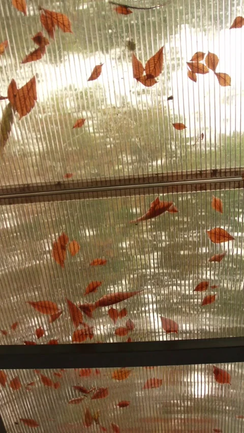 Low angle view through a translucent ribbed roof with fallen orange autumn .. Stock Footage 345128297