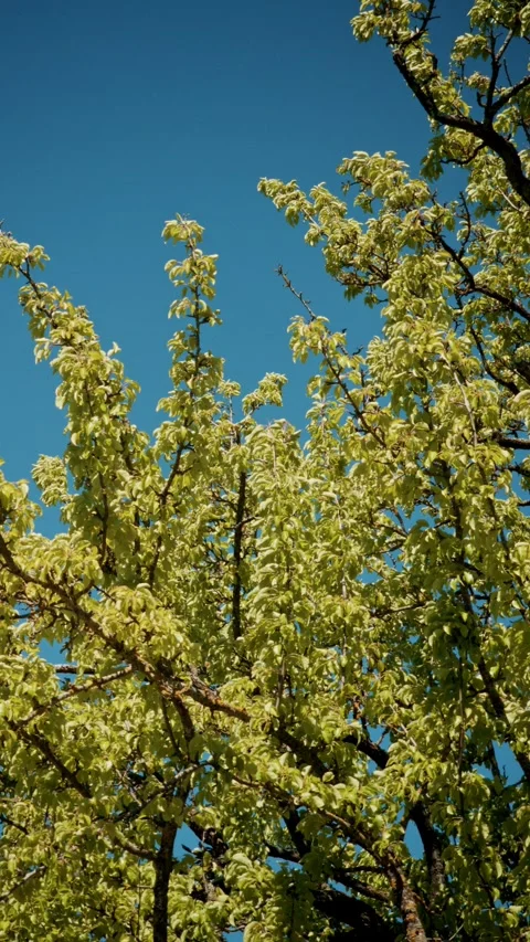 Low Angle View Through Yellow-Green Fruit Tree Foliage Against Blue Sky Stock Footage 334135044