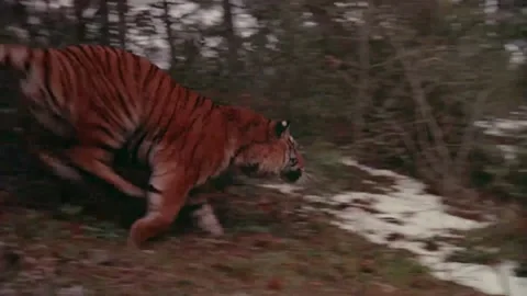 Low angle view of tiger running in forest, 1980s Stock Footage 260259002